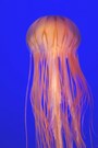 新江ノ島水族館