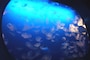 新江ノ島水族館