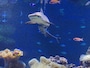 新江ノ島水族館
