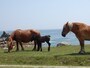 寒立馬