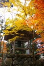 湖北紅葉