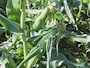 トウモロコシを植えるときは「固めて植える」のがポイント