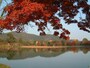 大覚寺・大沢池の紅葉・黄葉