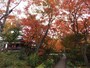 宝筐院の紅葉