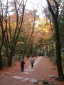 高山寺・表参道の紅葉