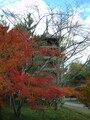 御室仁和寺の紅葉