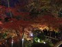 北野天満宮・御土居の紅葉ライトアップ