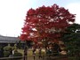 鷹峯・源光庵の紅葉（1）