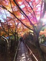 鷹峯・光悦寺の紅葉のトンネル
