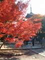 真如堂の紅葉