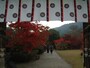 勧修寺の紅葉