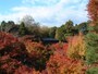 東福寺の紅葉（2）