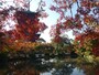東寺（教王護国寺）の五重塔と紅葉