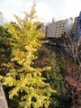 他にも紅葉している樹木があり、そういうものを見ながら歩くのは楽しい