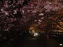 河津桜のライトアップ（1）