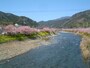 河津桜の桜並木（1）