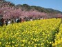河津桜の桜並木（4）／菜の花と共に
