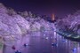 ライトアップされた千鳥ヶ淵