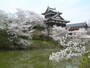 郡山城跡の桜（1）／追手向櫓