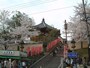興福寺（3）／南円堂と桜