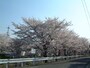 佐保川の桜並木（2）