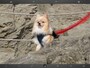 手軽な操作で写真内の不要なオブジェクトを消去できる「TouchRetouch」