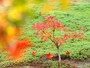 日本庭園の植物