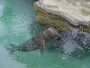 ハワイだけに生息しているハワイアンモンクシール。ワイキキ水族館には、マカくんとホアイロナくんの2頭が暮らしています