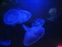 ずっと眺めていたくなるクラゲの水槽
