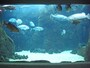 サメやウルアなど大型捕食魚が泳ぐ「サンゴ礁のハンターたち」のコーナー