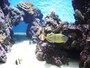 ハワイの海を再現した展示だから、ダイビングやスノーケルをしている気分に