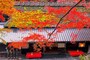 平野茶屋 紅葉の愛宕街道