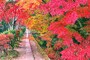 紅葉の哲学の道