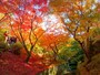 東福寺の紅葉