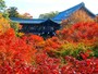 東福寺の紅葉