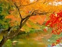金閣対岸の紅葉