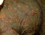 チョコレート製とは思えないほどリアルな恐竜の皮膚の質感