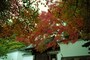 東福寺 