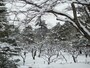 梅林。中にある舟型の御亭、舟之御亭（ふなのおちん）は時雨亭とともに2000年に復元された