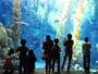 巨大水槽の中は神秘の世界