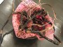 ワラビの根茎