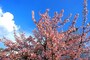 糸川あたみ桜