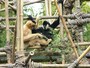 遊園地と動物園のコラボレーション。たくさんの動物に合うことができる。（C）Raul654