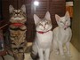 ねこやど