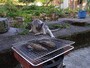 ねこやど