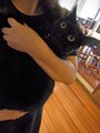 ねこやど