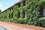 壁を覆うツタは、温度調節のために植えられたものなのだそう