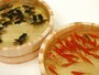 四つの桶　 和金、月光　four tubs　　nikikogane,gekkou
