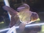 青文魚（セイブンギョ）