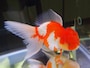 和蘭獅子頭（オランダシシガシラ）